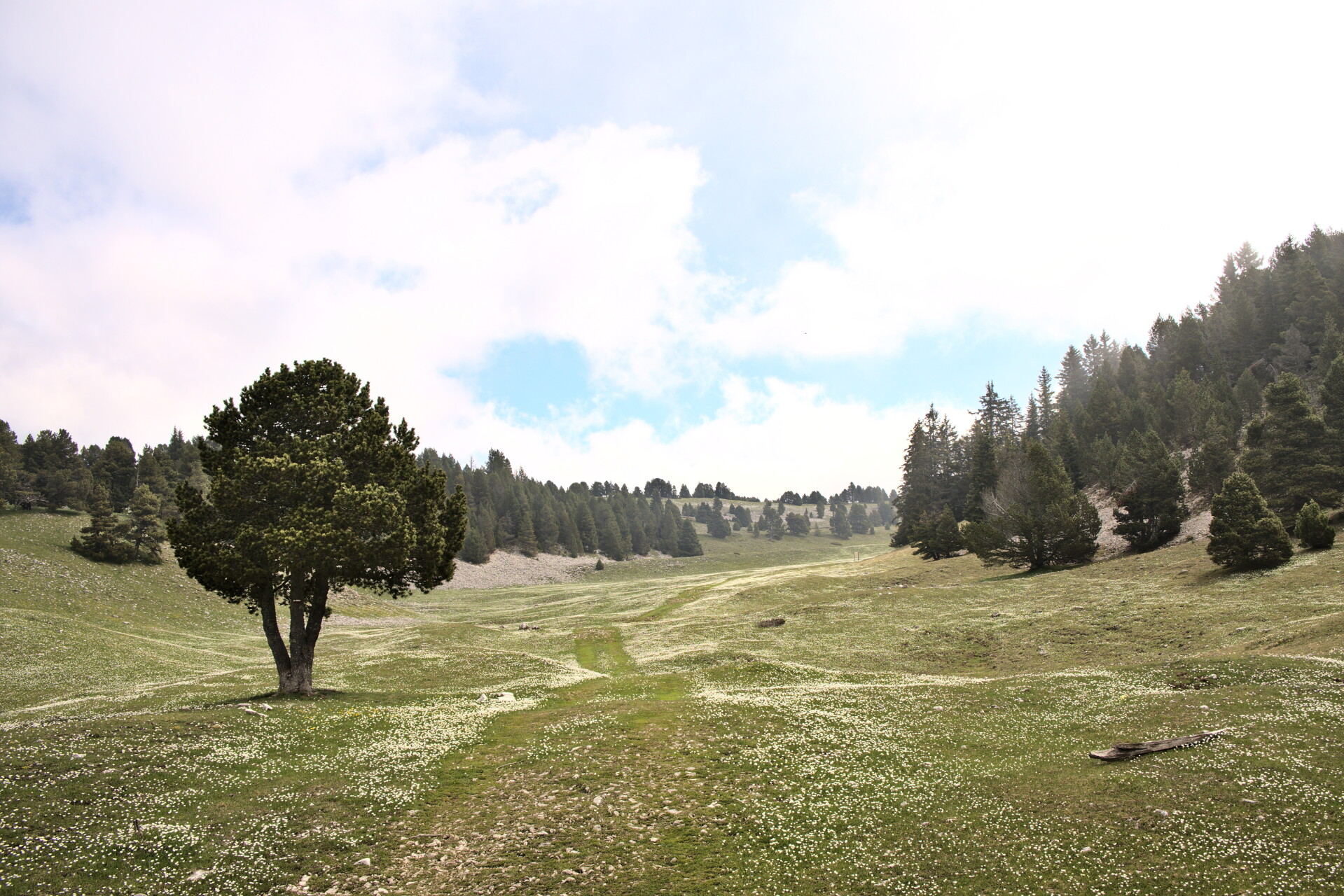 Rolling alpine pasture on the Hauts-Plateaux du Vercors