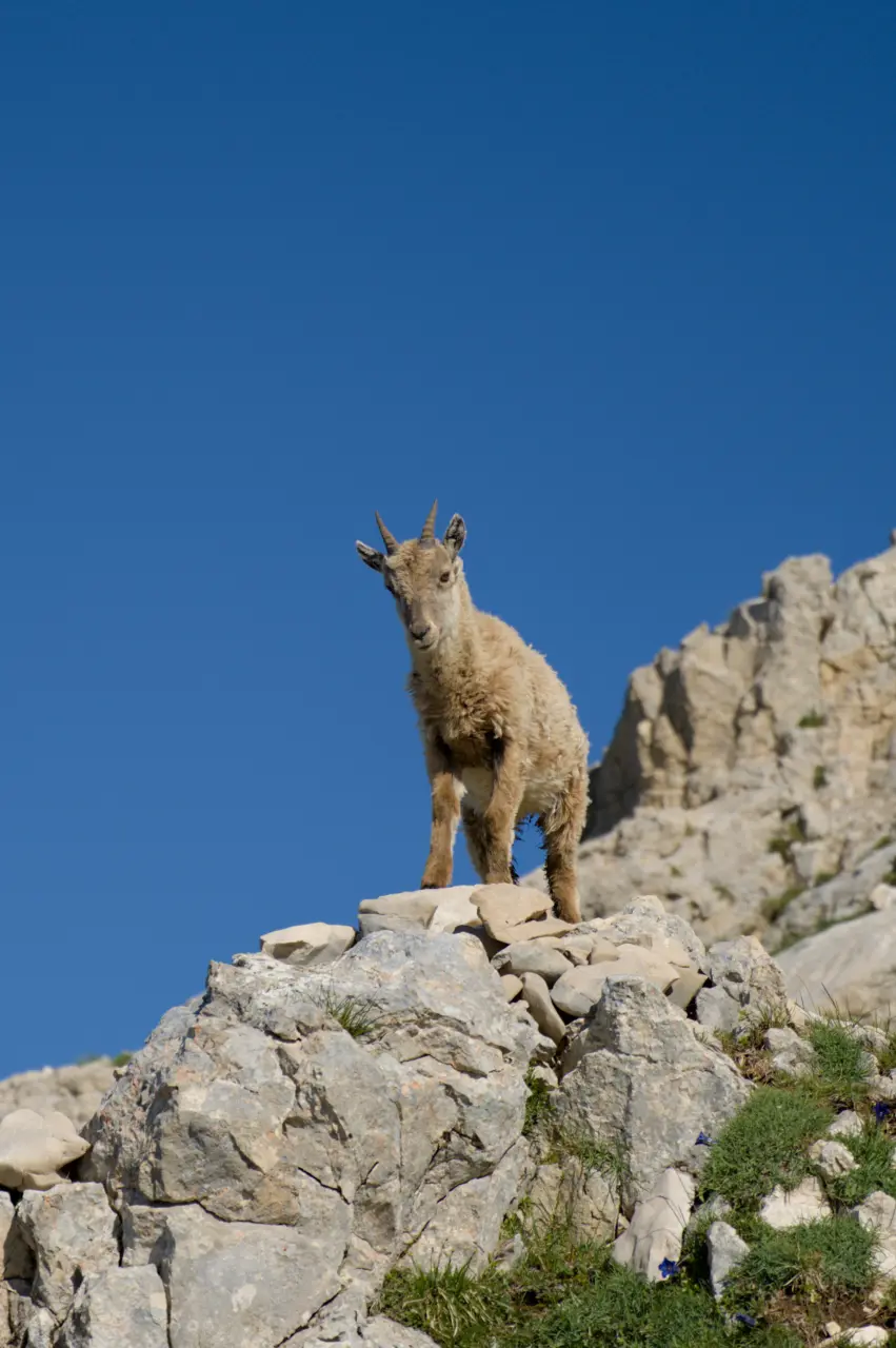 Baby ibex - Vercors
