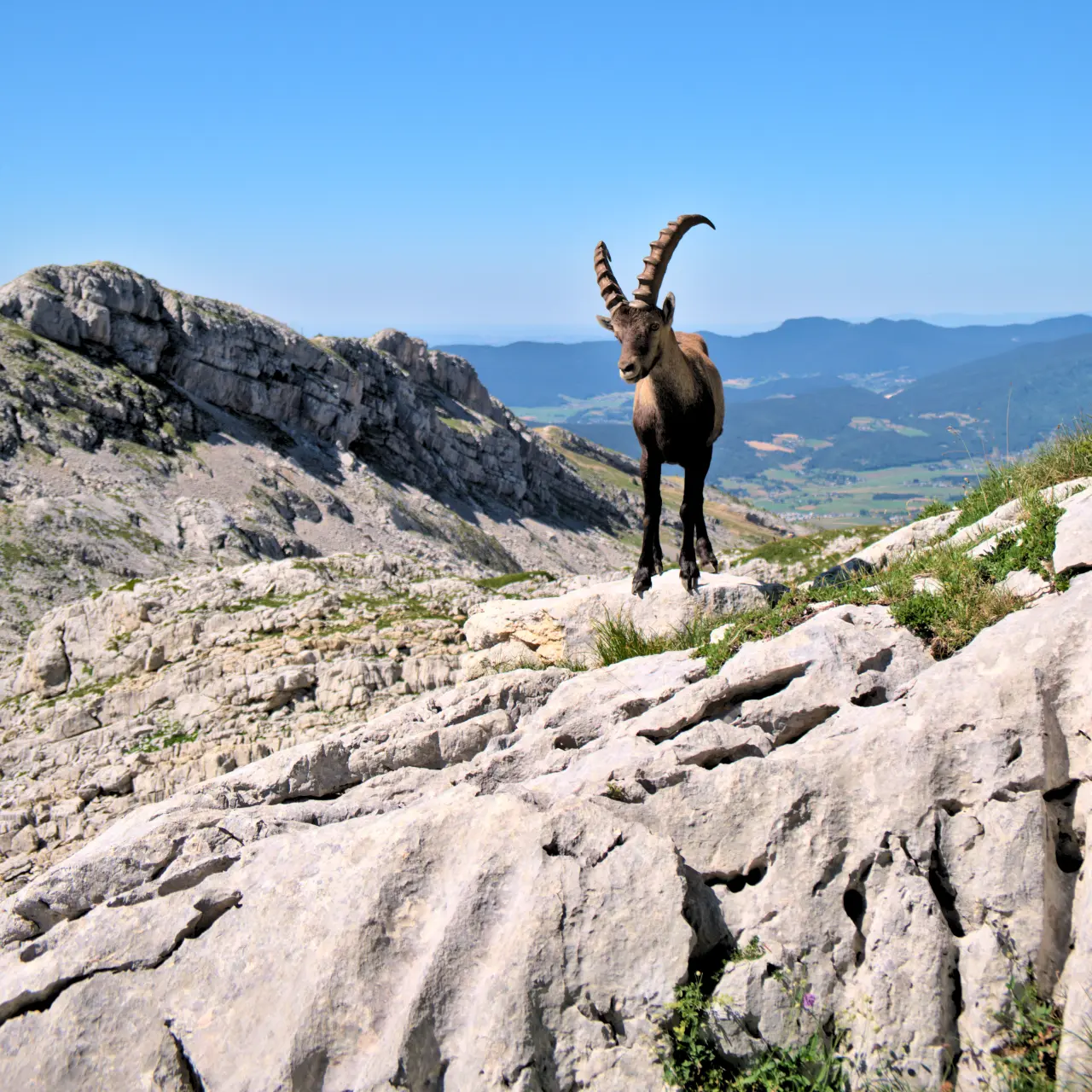 Alpine ibex