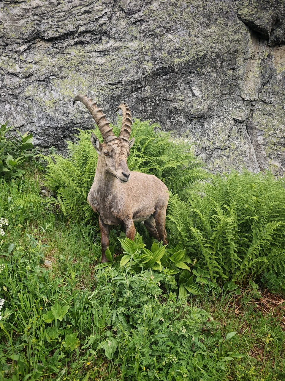 A male ibex in the ferns, a few metres off the trail