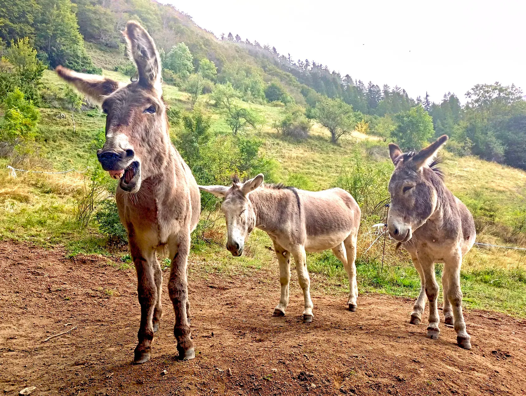 Maurice, Olan and Tintin - hiking donkey