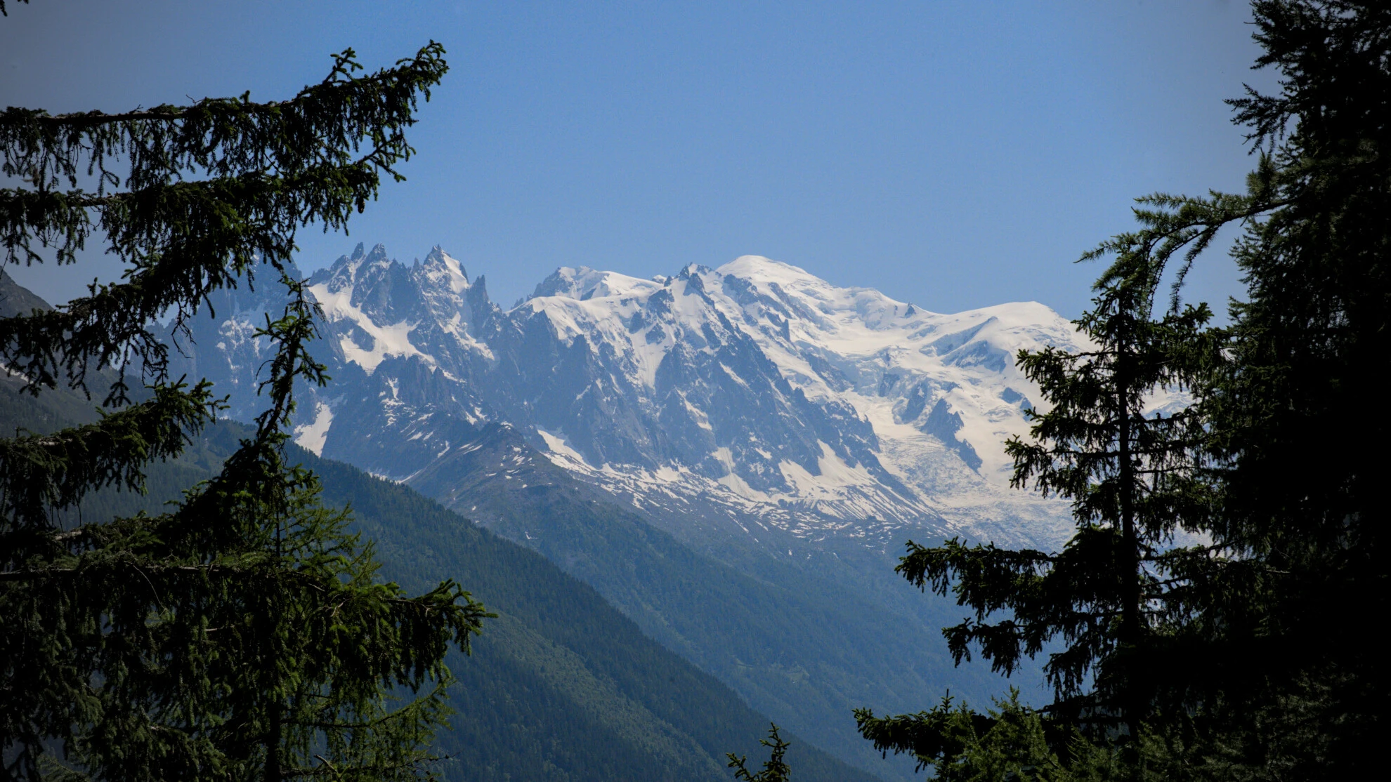 The Mont-Blanc massif seen through spruce trees on the Grand Balcon Sud trail