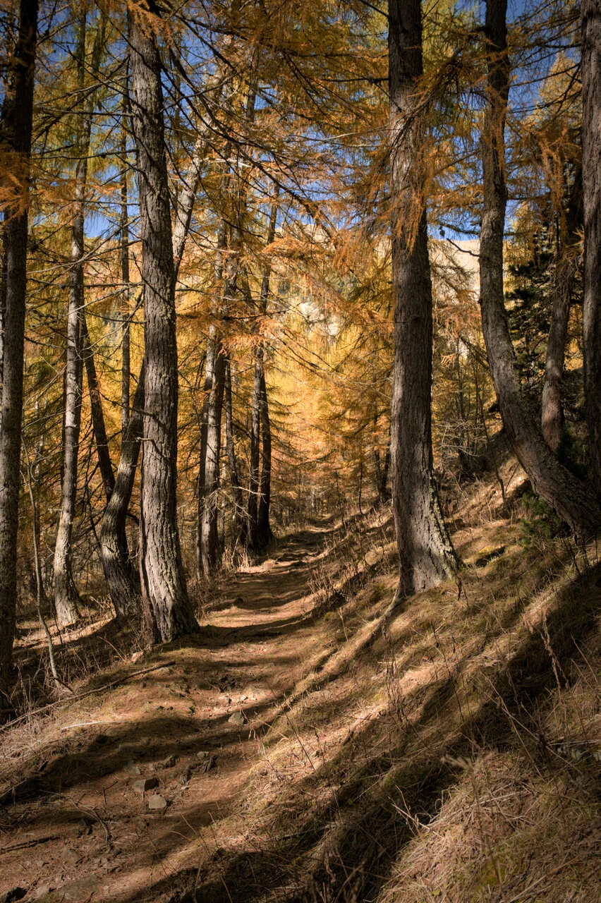 Trail through golden larches on the climb to the col de la Pisse, above Chaillol